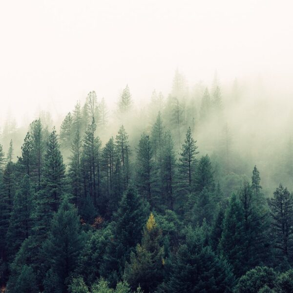 600x600 forest